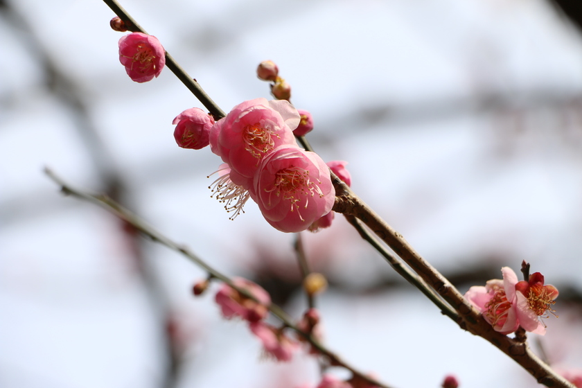 早咲きの梅＆桜を両方見られる！熱海梅園で楽しむひと足早い春